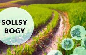 Sustainable Travel: A Guide to Meaningful Exploration