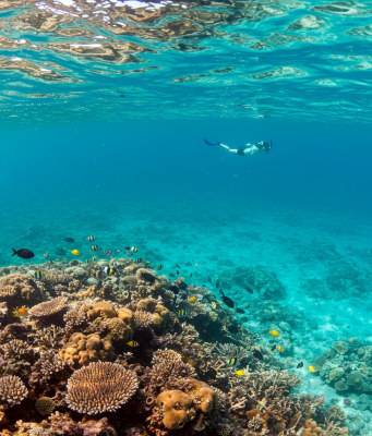 Underwater Wonders: A Complete Guide to the World’s Best Snorkeling and Diving Spots Underwater Wonders